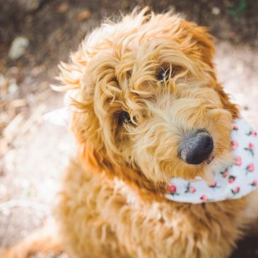 F1 Irish Goldendoodle 