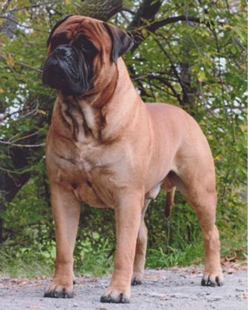 MBIS MBISS GAM & GCAN & UKKC Champion Knatchbull's Leopold Bloom ROM owner/breeder/handler Helene Ha