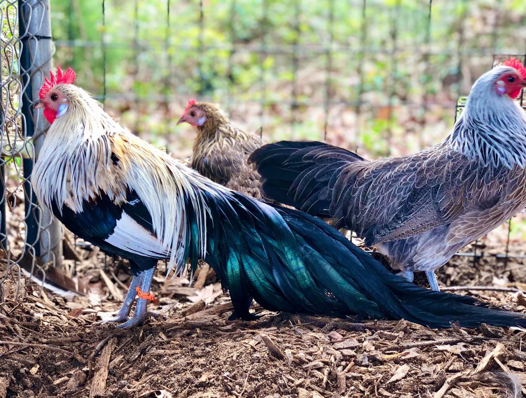 Chickens