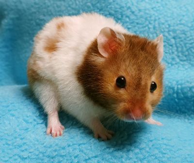 Sable Banded Short Hair male Syrian Hamster