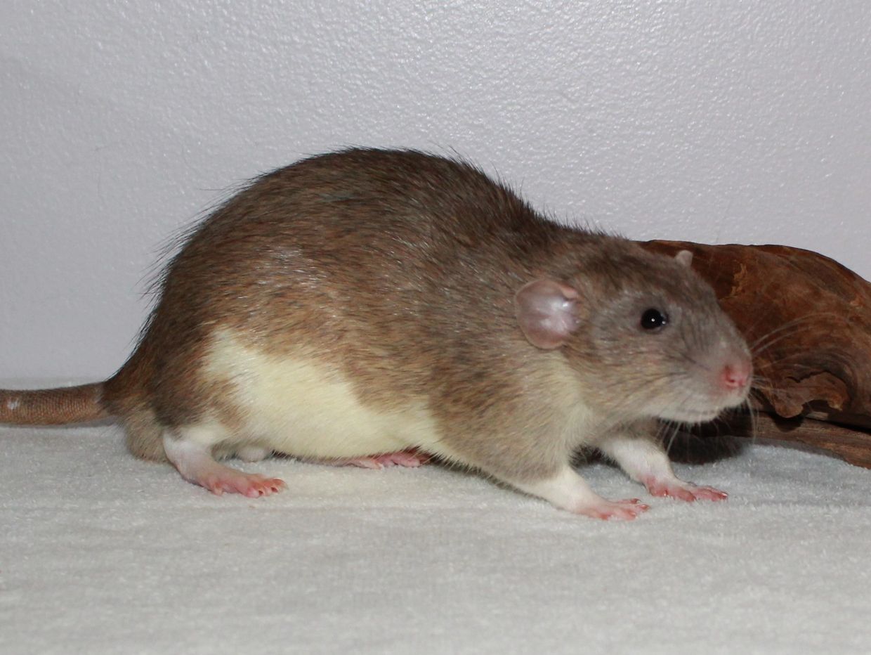 American Blue Agouti Berkshire Standard Dumbo male rat