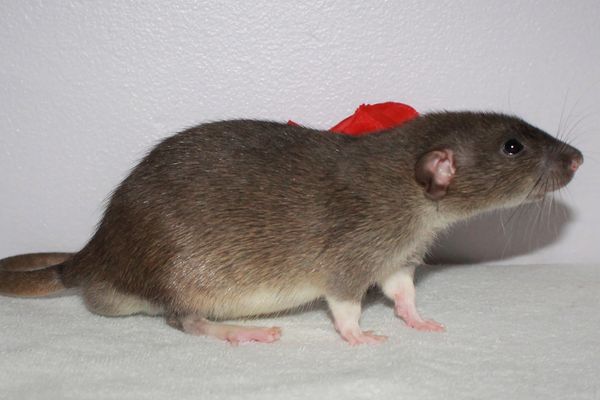Agouti Berkshire Dumbo male rat