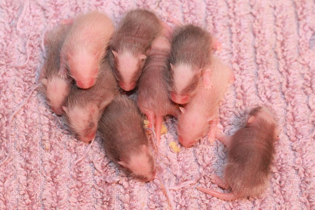 African Soft-fur babies
