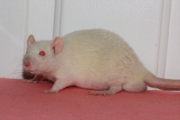 Himalayan Rex male rat