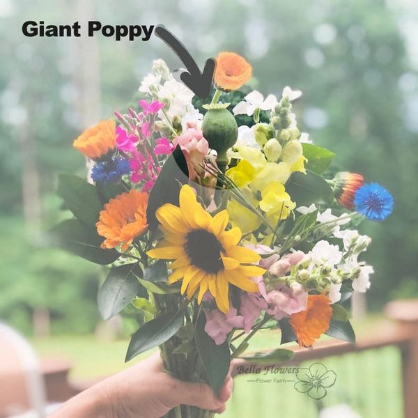 Giant poppy pod green