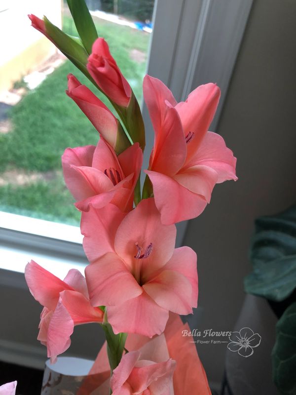 Gladiolus pink flower infant of window