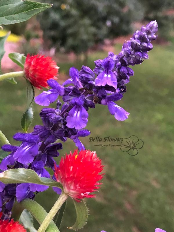 Salvia Victoria blue and purple flower