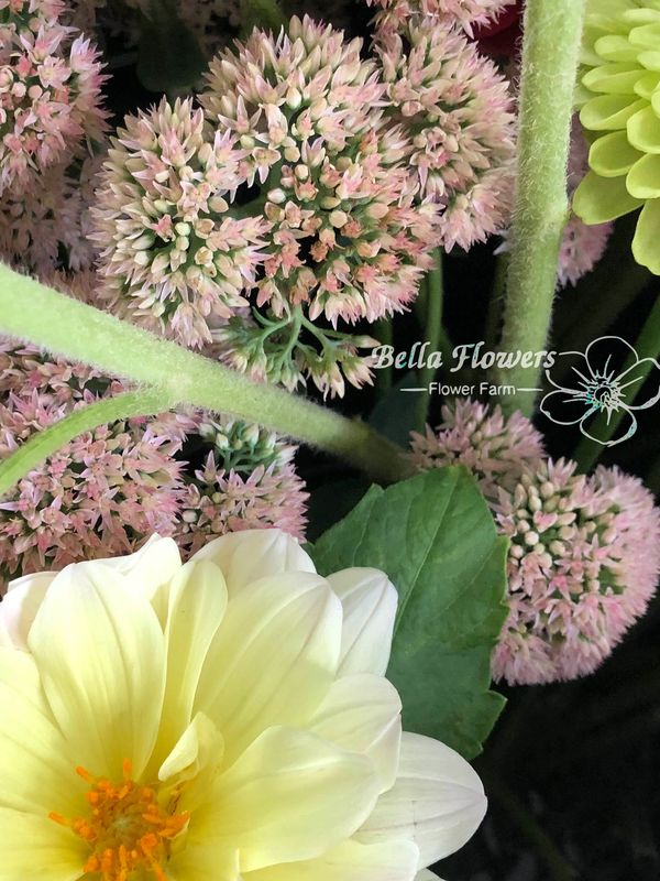 Sedum autumn oy filler flower pink green
lemonade dahlia