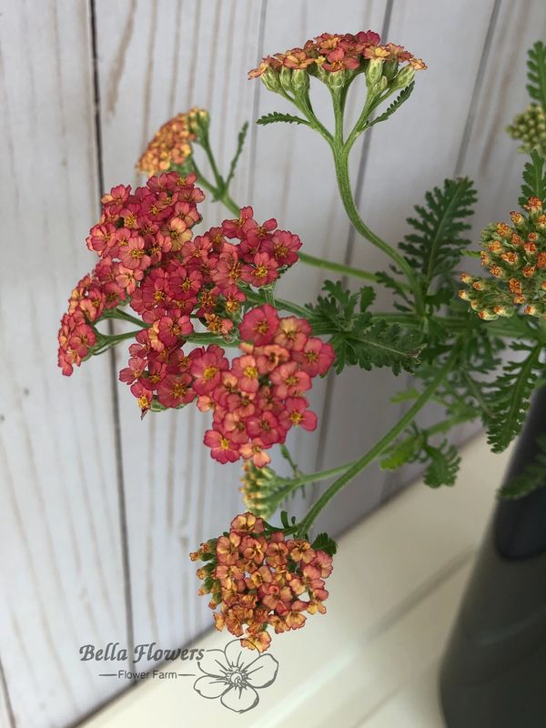 Yarrow Colorado rustic orange flower