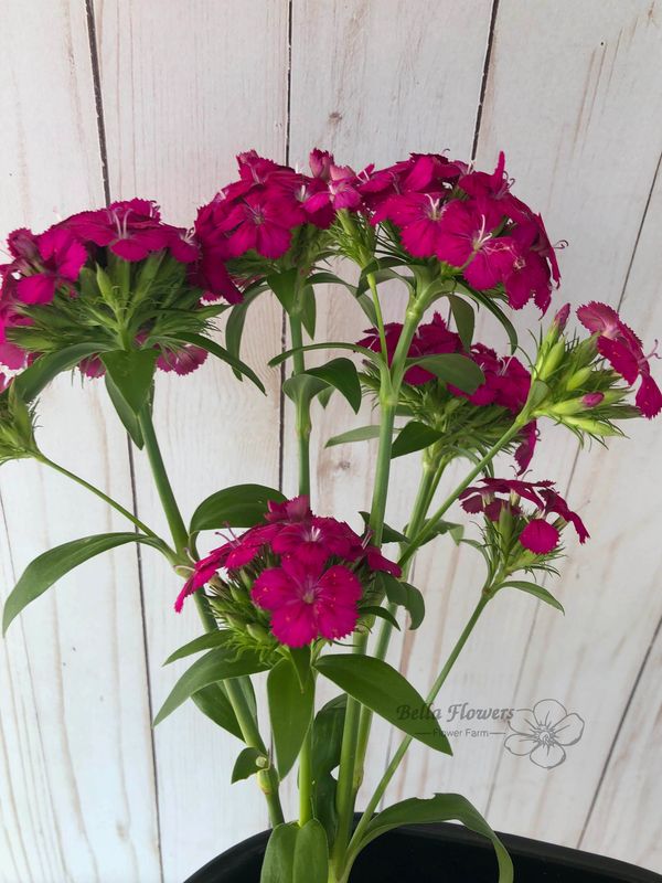 Sweet William stem multiple flowers 
cherry amazon series