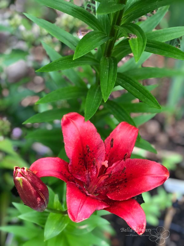 asiatic lily red flower