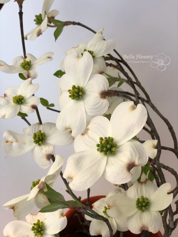 Dogwood flower white and brown green center flower
