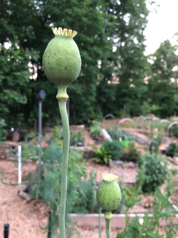 Giant Poppy Pod in garden green