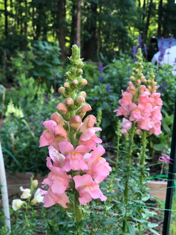 Snapdragon pink