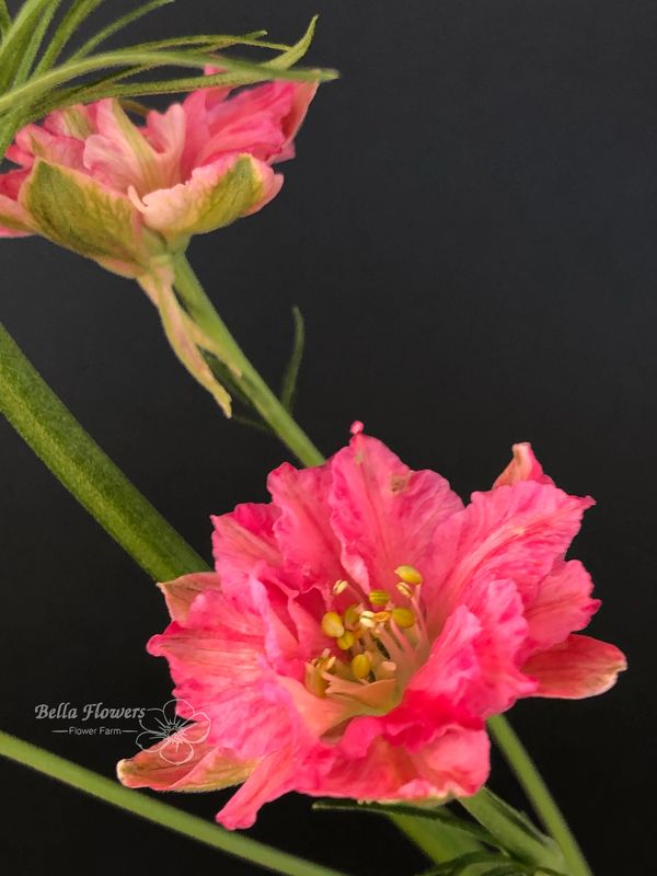 Larkspur delphinium red