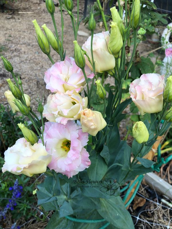 Lisianthus Champagne pink flower