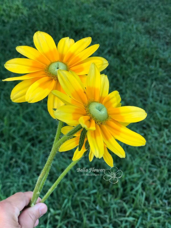 Rudbeckia Praire sun yellow orange flower