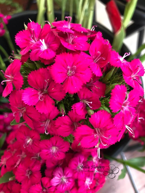 Sweet William amazon series cherry