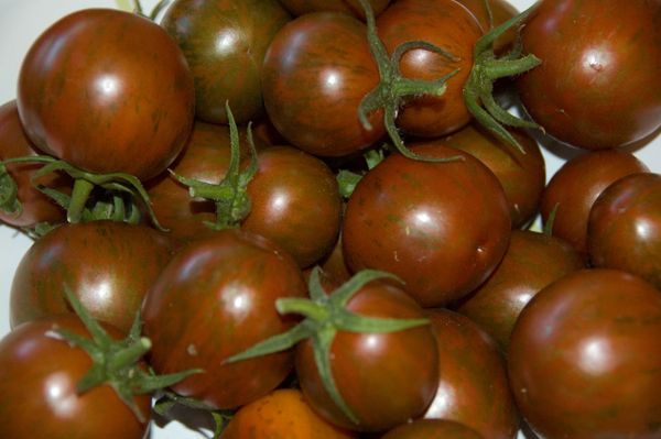 Tomato - Black Russian