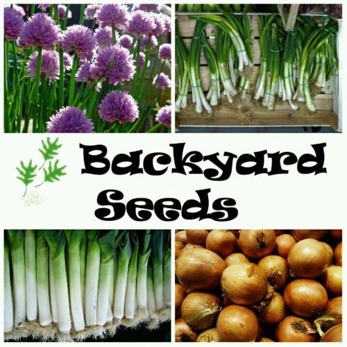 Alliums 4 Pack: Brown Onion, Leek, Chives and Spring Onion