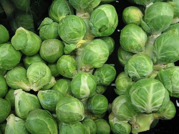 Brussels Sprouts - Long Island