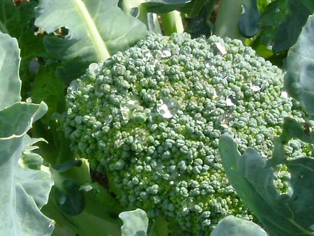 Broccoli - Green Sprouting