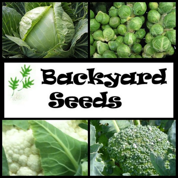 Brassica Vegetable 4 Pack: Broccoli, Brussels Sprouts, Cabbage & Cauliflower