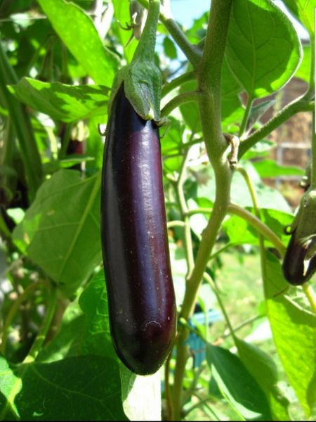 Eggplant - Early Long Purple