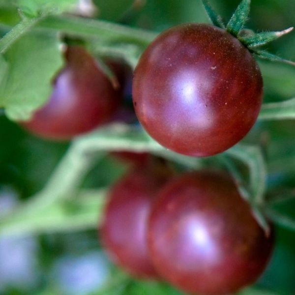 Tomato - Black Cherry