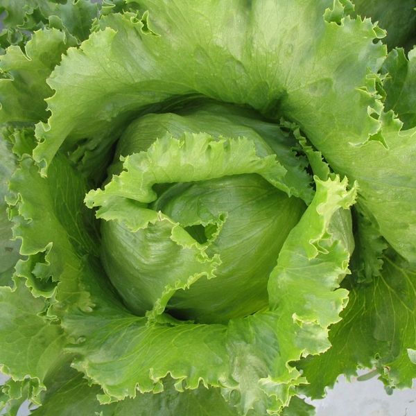 Lettuce Iceberg Backyard Seeds