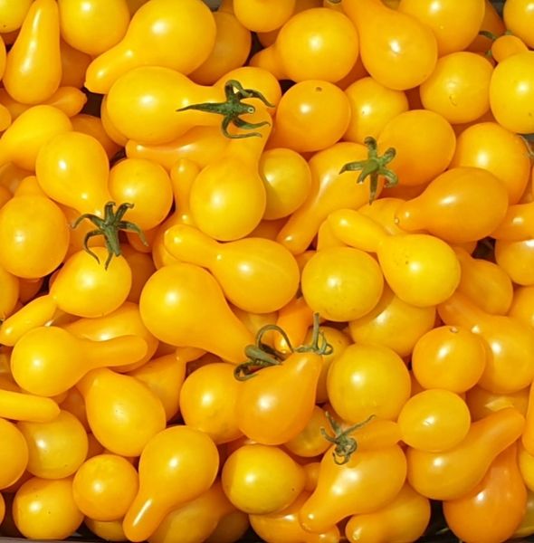 Tomato - Yellow Pear