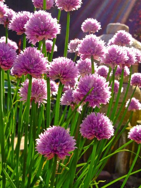 Chives - Onion