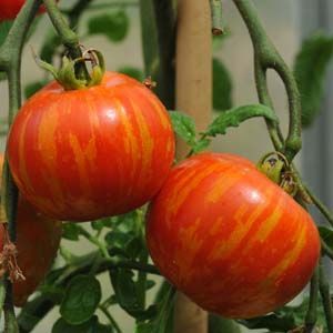 Tomato - Tigerella