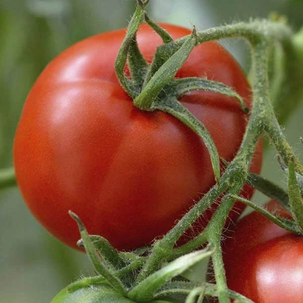 Tomato – Lutsicht Zurich