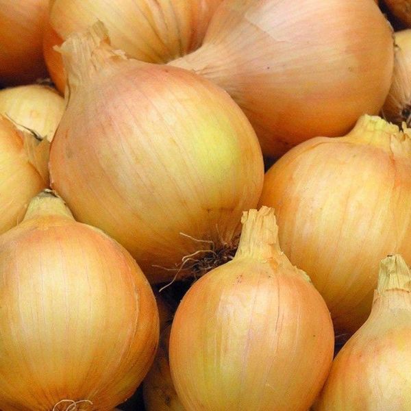 Onion - Spanish Yellow