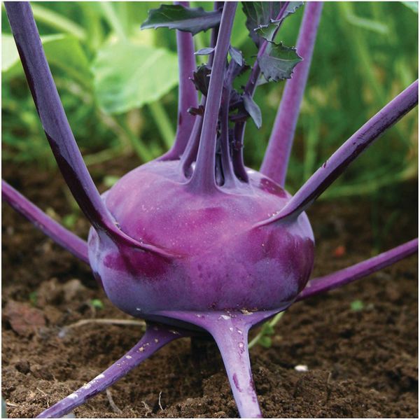 Kohl Rabi - Purple Vienna