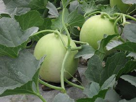 Melon - Honeydew Green Flesh