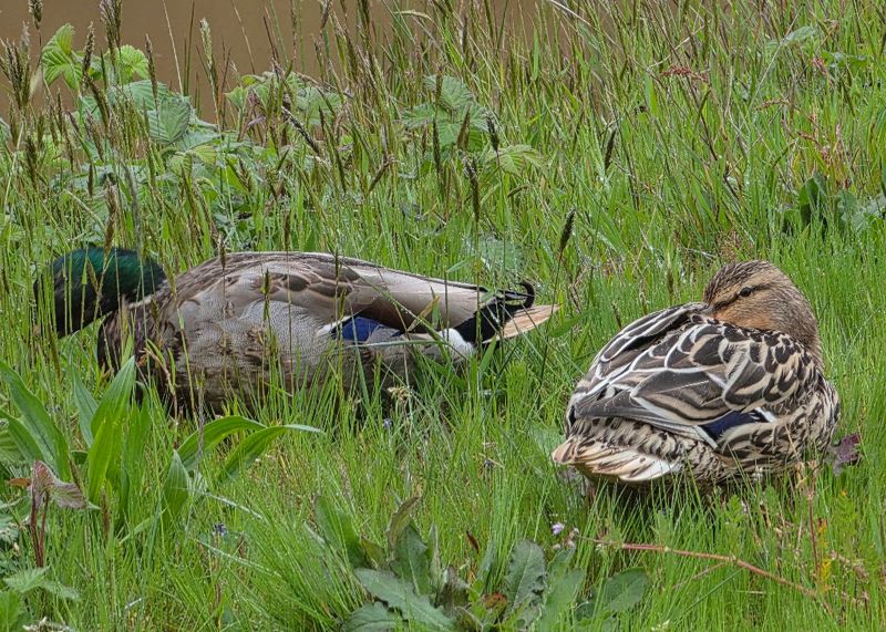 Duckies.jpg