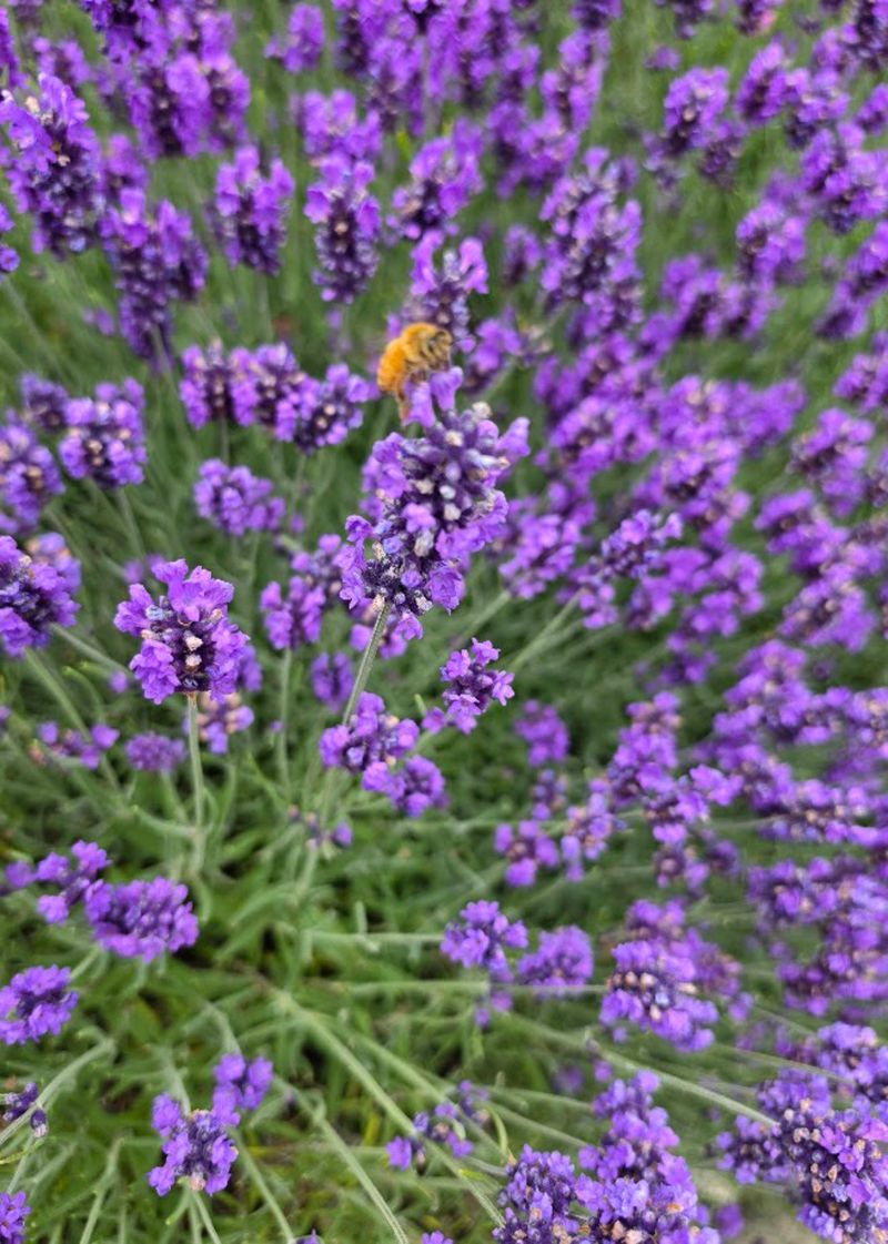 Lavender.jpg
