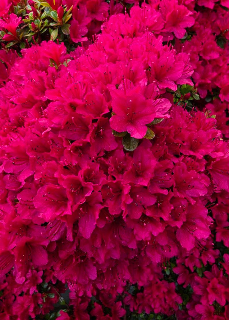 Red_Flowers.jpg