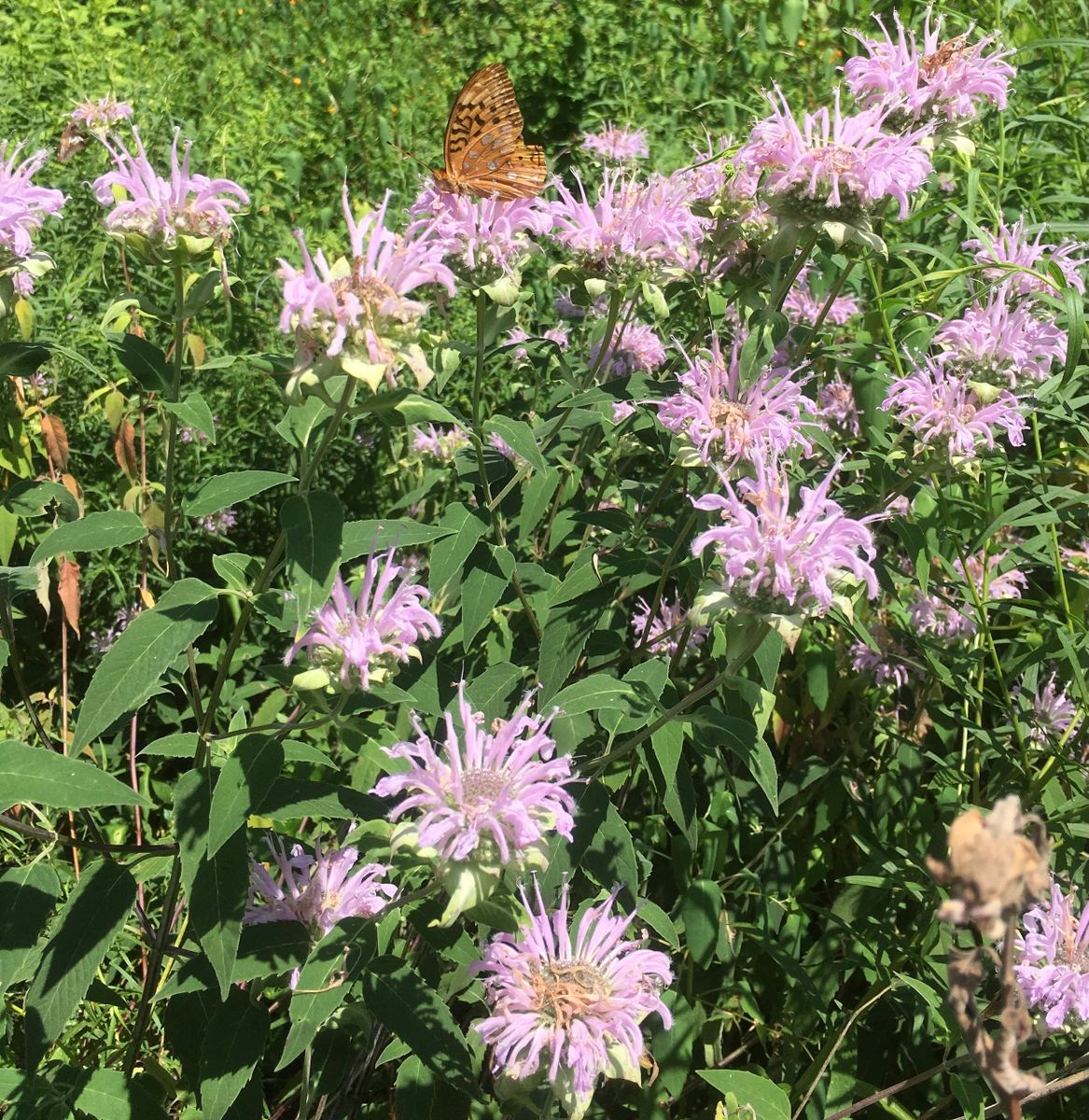 Monarda fistulosa (Wild Bergamot)