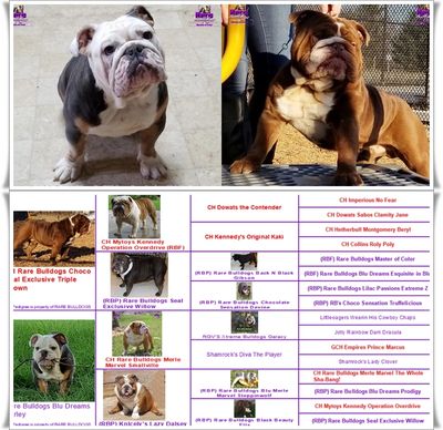 Expecting Moms | Rare Bulldogs | Masters Of Color