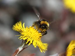 Bombus terrestis