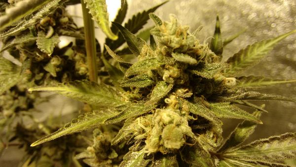 Fallout NEW STRAIN NOW AVAILABLE KILLER STRAIN