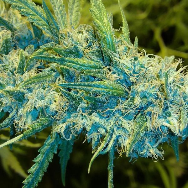 Blue Knight NEW STRAIN NOW AVAILABLE