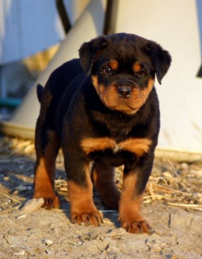 German Rottweiler Puppies