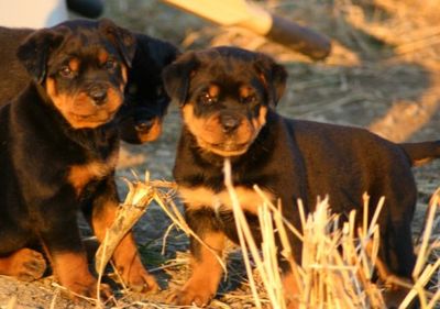 About Us Princehaus Rottweilers