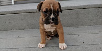 Miniature Boxer Puppies