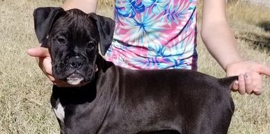 Miniature Boxer For Sale 2024