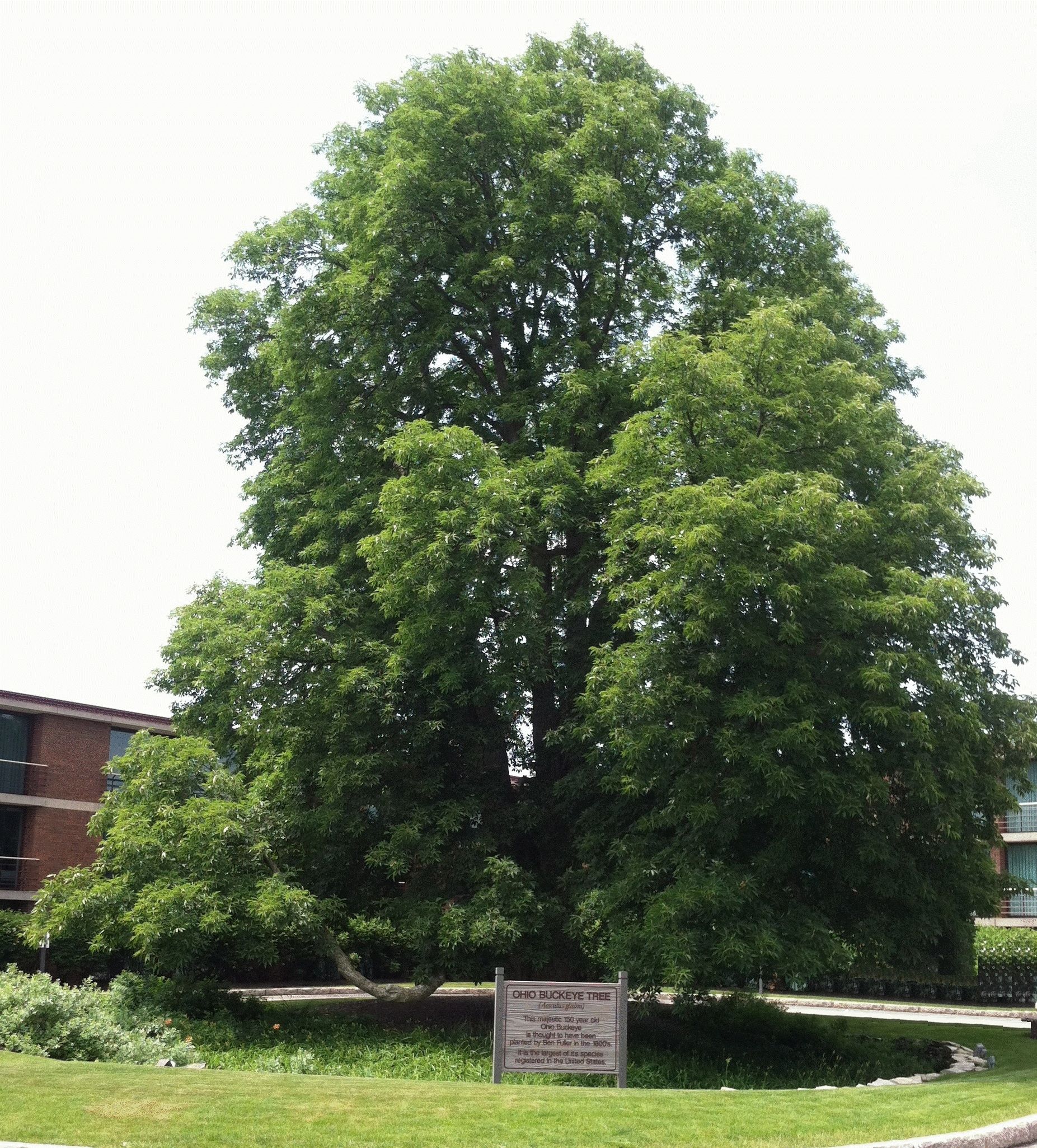 National Champion Ohio Buckeye Tree